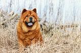 CHOW CHOW 289